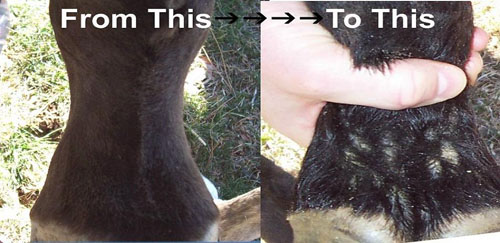 Comparison of Scarred and Non-Scarred Hooves