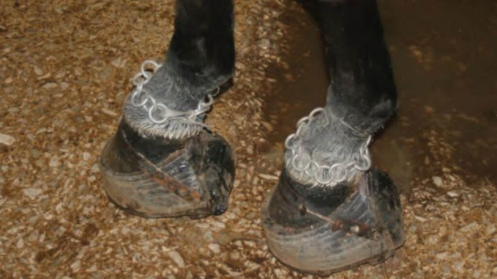 Horse Hooves with Chains