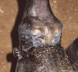Example of a Scarred Horse